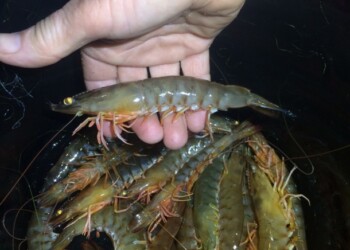 A good year for prawns – Eastern King Prawn stocking program